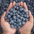 New Ozblu Academy to cultivate blueberry education