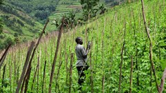 Neil Palmer (CIAT) via