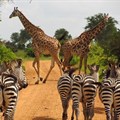 Community-based wildlife conservation is bringing success to Tanzania
