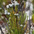Global demand spurs sustainable fynbos harvesting