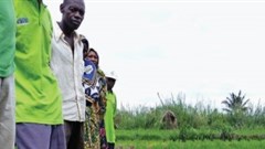 Plant breeding lessons for Africa