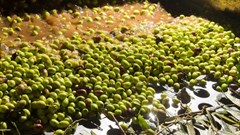 Olive mills don't just produce oil – they also generate a lot of wastewater (Credit: )