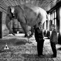 The elephant in the room and the 'Big 5' threats to the media agency