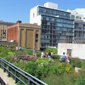 The plantings of New York’s High Line Park were inspired by plants that had naturally colonised the disused railway viaduct. By David Berkowitz, New York, , CC BY 2.0,
