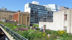 The plantings of New York’s High Line Park were inspired by plants that had naturally colonised the disused railway viaduct. By David Berkowitz, New York, , CC BY 2.0,