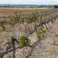 Jobs and profits drying up on Western Cape grape farms
