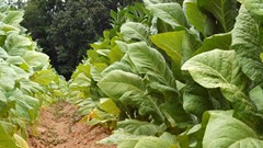 Julia Freeman-Woolpert via