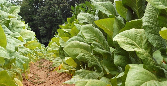 Julia Freeman-Woolpert via