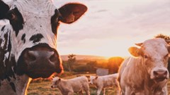 Partnership beefs up veterinary services across Africa, Asia and Middle East to tackle animal disease