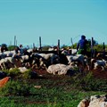 Jklaasen via  - Goats and sheep leaving a kraal in Namaqualand