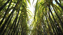 Flour Mills of Nigeria PLC commissions N50bn Sunti Golden Sugar Estate in Niger State