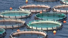 Let them eat carp: Fish farms are helping to fight hunger