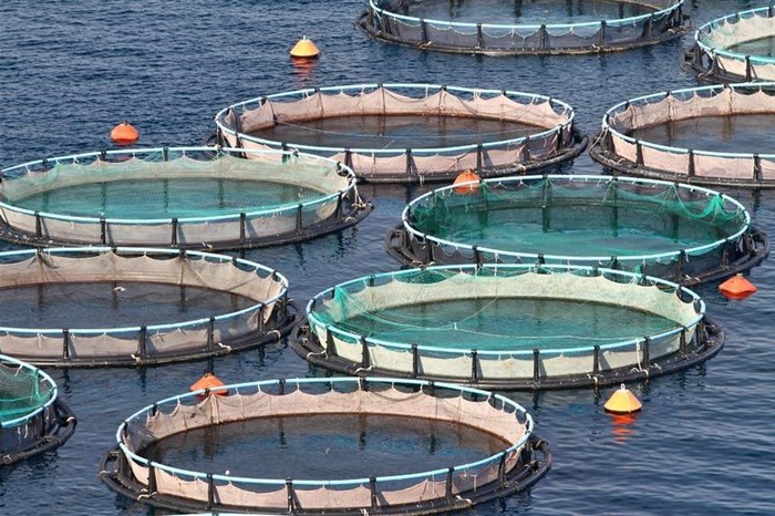 Let them eat carp: Fish farms are helping to fight hunger
