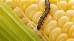 Why African farmers should balance pesticides with other control methods