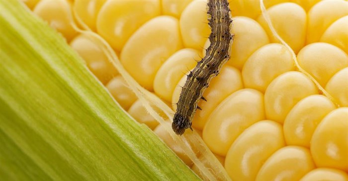 Why African farmers should balance pesticides with other control methods