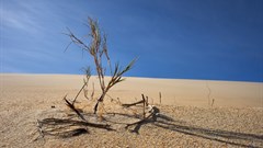 Photo by Wolfgang Hasselmann on