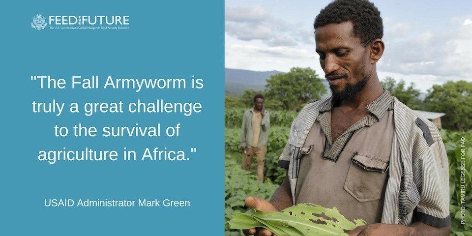 Applications for Fall Armyworm Tech Prize open
