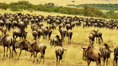 Africa's great migrations are failing but there is a solution - and you can eat it too