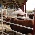 Improving feed efficiency, profitability of cattle