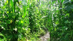 AnnaJB via  - Intercropping maize and beans in Rwanda