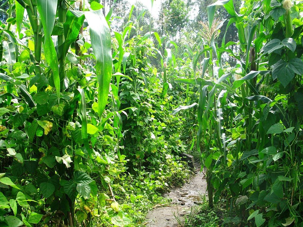 AnnaJB via - Intercropping maize and beans in Rwanda
