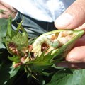 The cotton bollworm is hybridizing with the corn earworm in ways that could result in a damaging mega-pest (Credit: CSIRO)