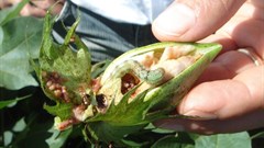 The cotton bollworm is hybridizing with the corn earworm in ways that could result in a damaging mega-pest (Credit: CSIRO)