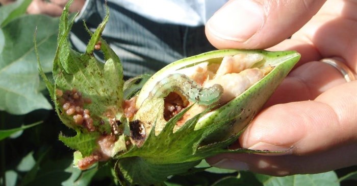 The cotton bollworm is hybridizing with the corn earworm in ways that could result in a damaging mega-pest (Credit: CSIRO)
