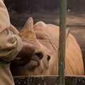 The northern white rhino should not be brought back to life