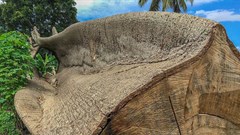 Deforestation in tropical Africa is not as bad as previously thought