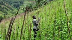 Neil Palmer (CIAT) via