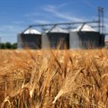 South African wheat production under the spotlight
