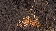 Key challenges for Kenya in big push to reduce post-harvest losses