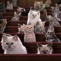 This 'Kitten Kollege' YouTube series is the cutest thing you'll watch today