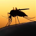 Why Kenya isn't winning the war against malaria in some counties