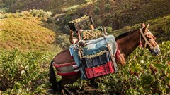 Newly designated Globally Important Agricultural Heritage Systems