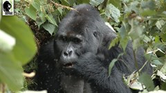 LIA and Gorilla Doctors announce new global competition