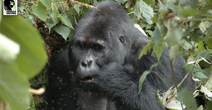 LIA and Gorilla Doctors announce new global competition