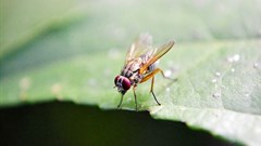 nuzree via  - fruit fly