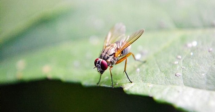 nuzree via  - fruit fly