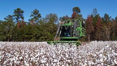 Farmers hail cotton auction system