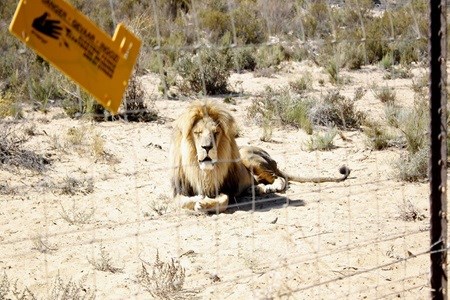 #WTMA18: Experiencing the wild with Aquila Safaris