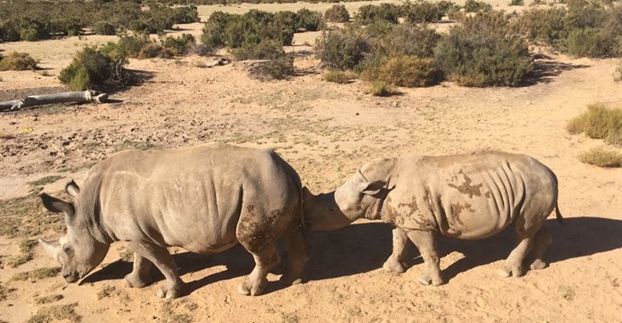 #WTMA18: Experiencing the wild with Aquila Safaris