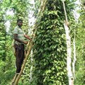 Picking Penja pepper. Image Source: