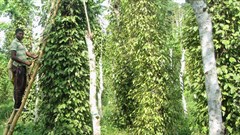 Picking Penja pepper. Image Source: