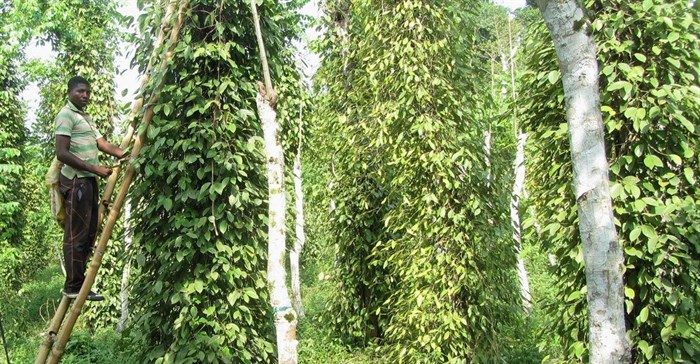 Picking Penja pepper. Image Source: