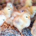 Digitising integrated poultry