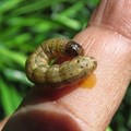 Fall armyworm. Sevgan Subramanian. Image Source: