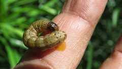 Fall armyworm. Sevgan Subramanian. Image Source: