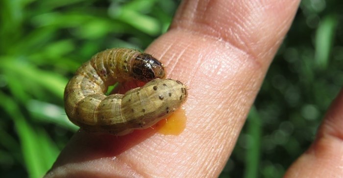 Fall armyworm. Sevgan Subramanian. Image Source: